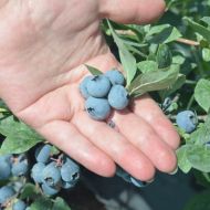 Саджанець Лохина Чендлер в контейнері